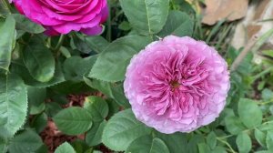 Подкормка Роз в Кашпо.