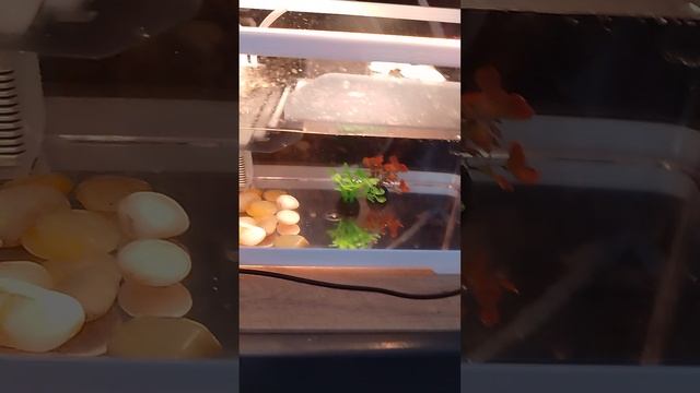 уход за красноухими черепахами правила их жизни смотреть онлайн