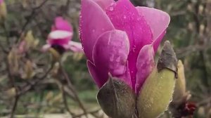 В Сириусе начинает цвести магнолия