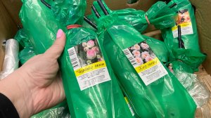 В Светофор завезли саженцы роз.