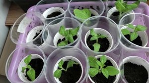 Черенки Петуний полученные из прищипнутых вершинок укореняются быстро.