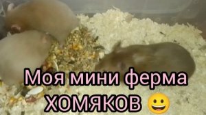 Все мои 12 хомяков. #хомяки