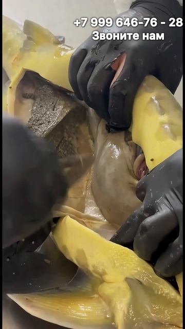 Купить чёрную икру.