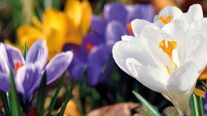 Весна на пороге🌸🌸🌸Жду пробуждения природы⚘️⚘️⚘️Затеяла игру🌸🌸🌸Первое задание