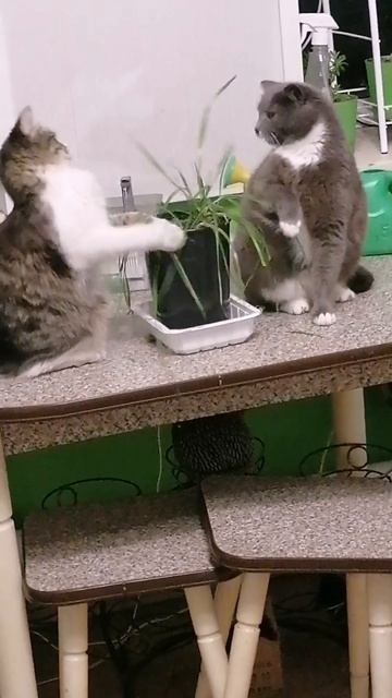 🥰 Девичья разборка смотреть онлайн