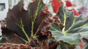 Комнатные растения🌿❤️ Цветочные новости☀️