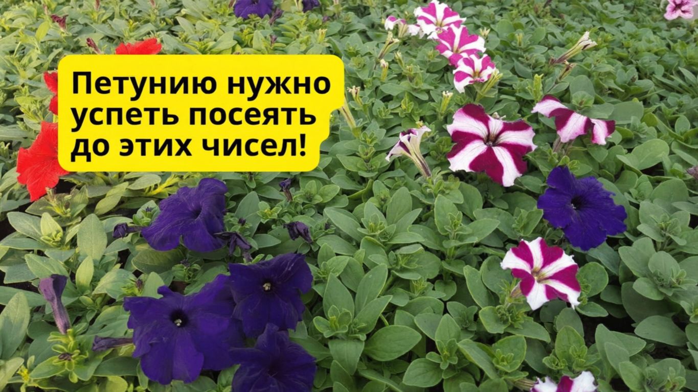 Крайние сроки посева петунии для клумбы Можно и позже но цветение будет короче смотреть онлайн