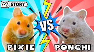 Красочный лабиринт для хомяков — Пикси против Пончи 🐹 Хомяк Хомура