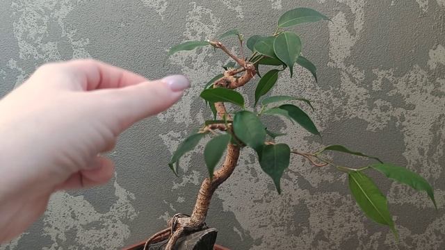 Фикус на камне. Часть 16