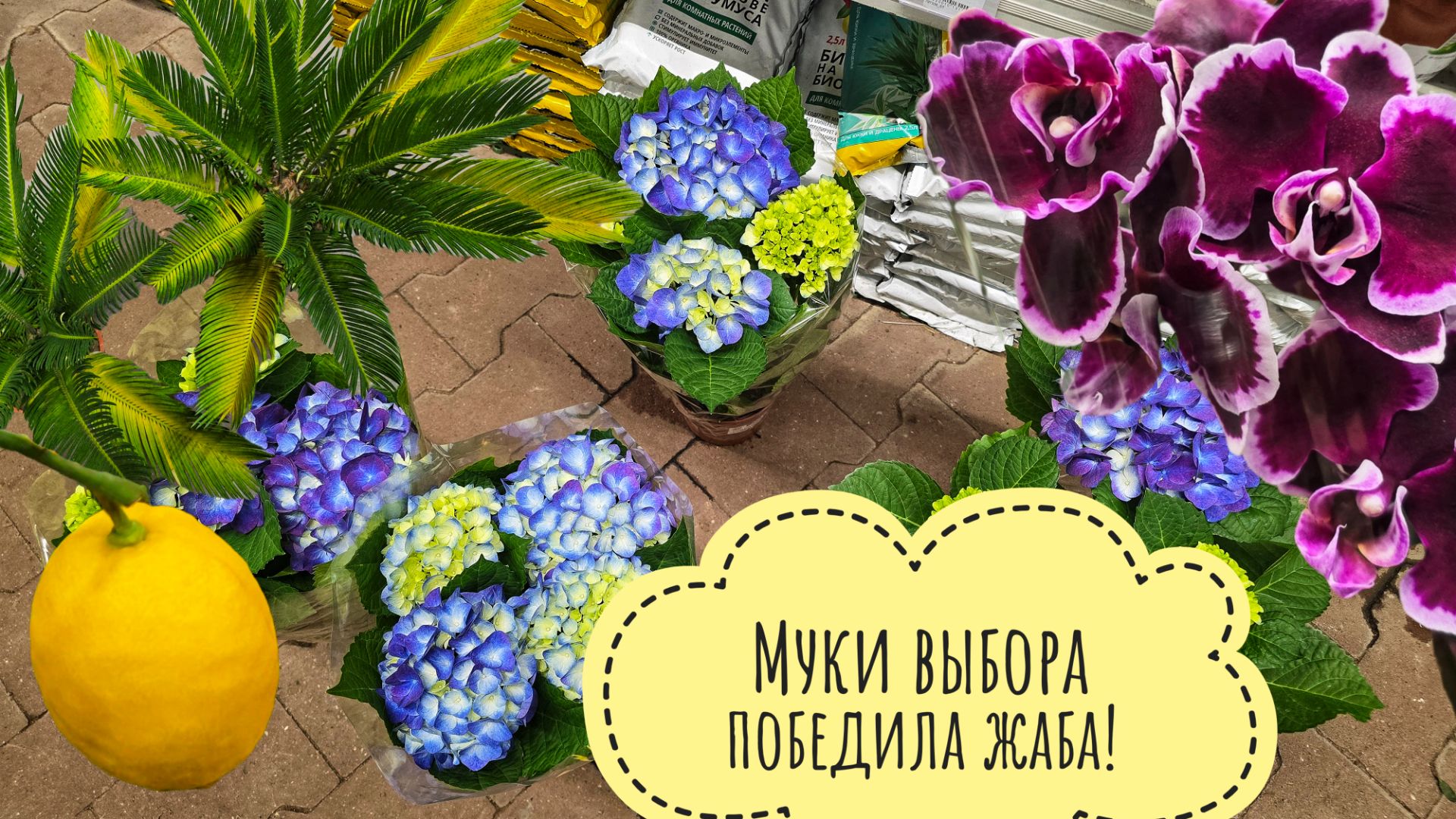 Шуршу растениями в Оби. Чё там в орхидеях и цитрусах интересного? смотреть онлайн