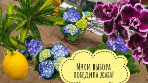 Шуршу растениями в Оби. Чё там в орхидеях и цитрусах интересного?