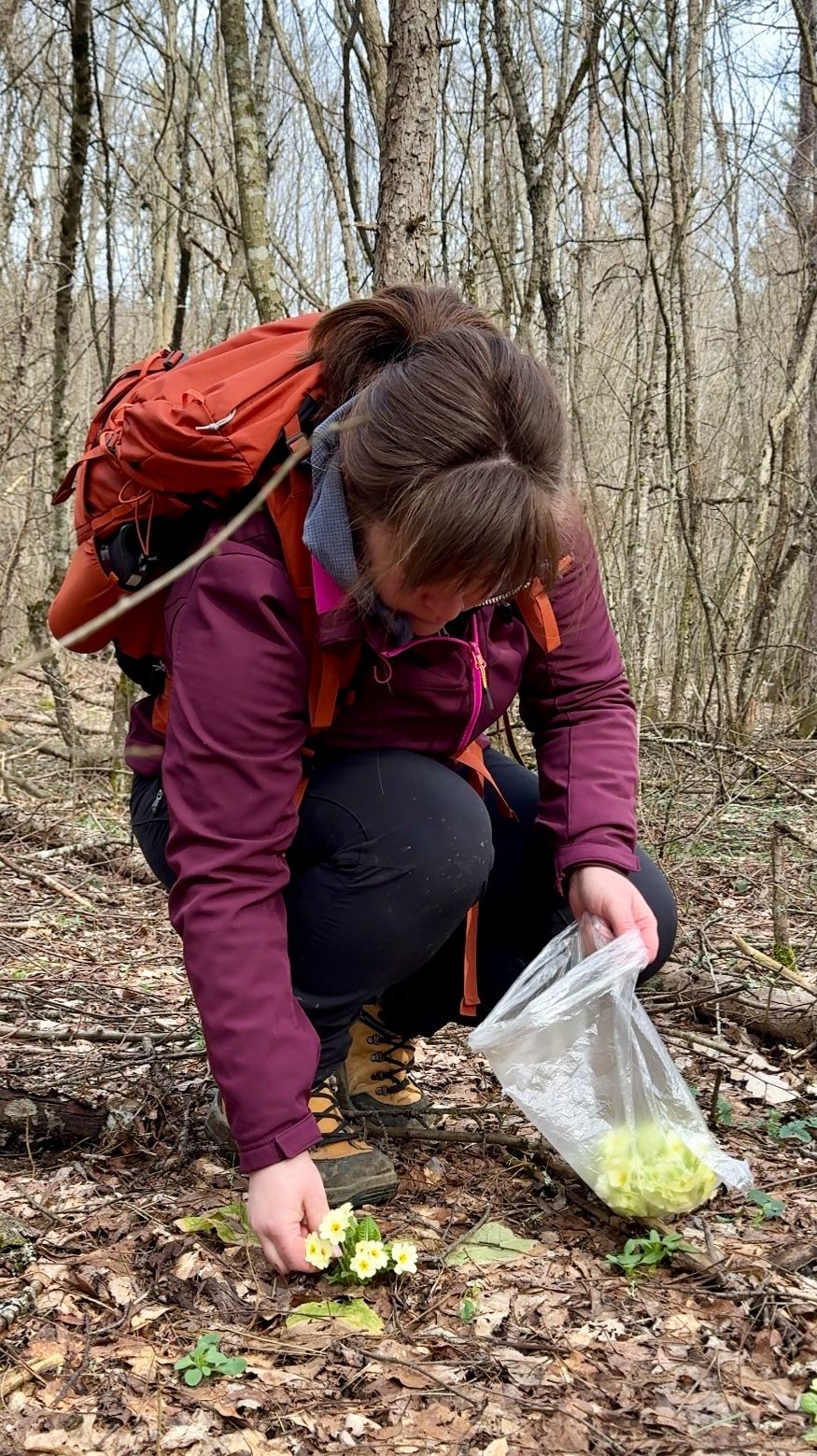 Весенний чай с примулой #пользаприроды