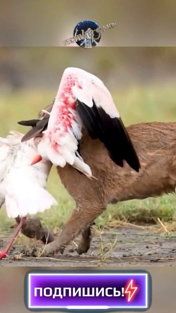 Каракал - черное ухо  (@infackts)