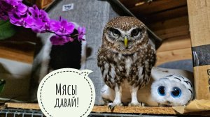 Маленькая сова кружит карусель: сыч Лучик на вентиляторе. Что там с тайной жизнью у цветочковых сов