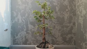 Фикус СВОП. Часть 4