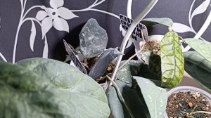 Комнатные Растения  В Феврале