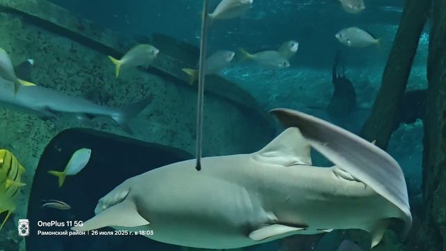 Воронежский океанариум.