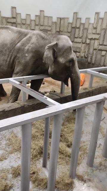 Дразнить хочется,но фстафно.