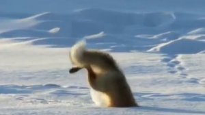 «Тыа кыыллара» 1-3 саатсаах о5олорго аналлаах