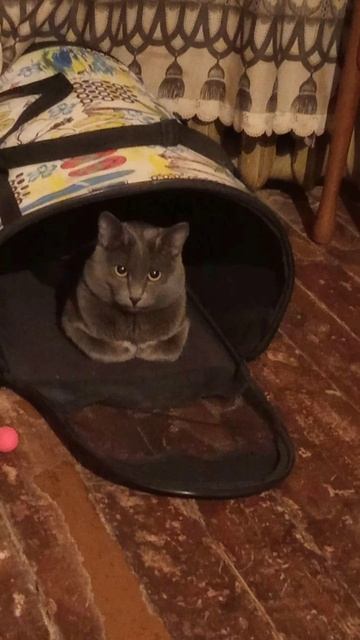 Кот Атос иногда любит отдохнуть в переноске! #shorts #котатос #животные #коты #кошачийотдых