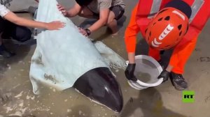 إنقاذ حيتان قاتلة قزمة نادرة جنحت على شاطئ مقاطعة بينغتونغ