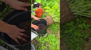 Мастер-класс "Пересаживаем хосту"