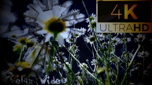 "Звуки летнего поля: Ромашки, васильки и природная гармония"