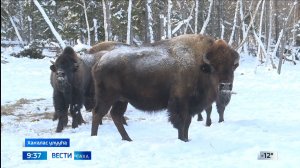 09:30 ВЕСТИ САХА 25/02/26 НА ЯКУТСКОМ ЯЗЫКЕ