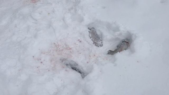 поимки форели на жерлицы смотреть онлайн