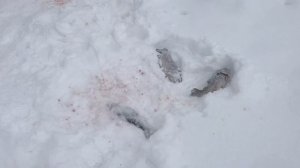 поимки форели на жерлицы