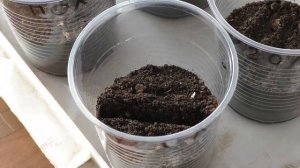 Выращивание хорошей рассады помидоров