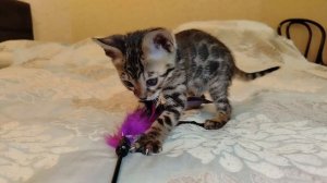 Дорианна Алис-Бриллиант 1,5 мес.