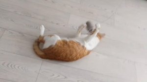 главный кот играет с игрушками