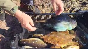 Пинагор и камбала Белое море.пгт Умба