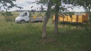 Выезд на гречневое поле.