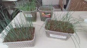 Сею лук 24.02.2026. Замешиваю грунт, нюансы посева.