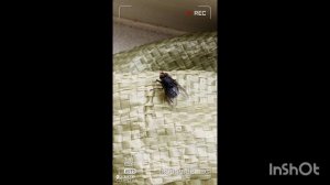 ПЕРВАЯ ВЕСЕННЯЯ МУХА ПРОСНУЛАСЬ