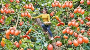 Сбор кислых фруктов нот на продажу. Готовьте папайю в качестве корма для животных. Нхат