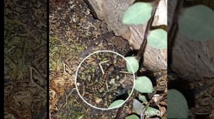 насекомые на бромелиевом дереве || скалапендра || мухоловка || 10.10.2025г