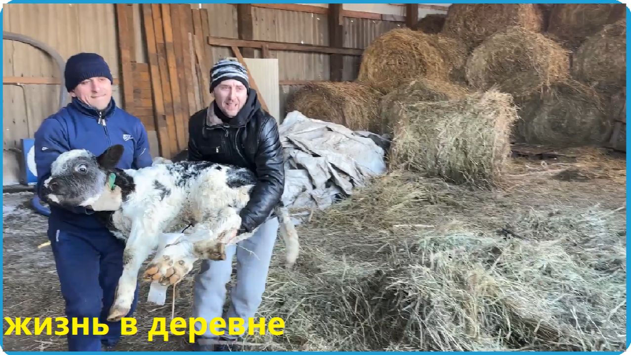 ТАКИХ ТЕЛЯТ НЕ ПРОДАЮТ, НО МЫ НАШЛИ, ХОЗЯЙСТВО РАСТЁТ, ЖИЗНЬ В ДЕРЕВНЕ смотреть онлайн