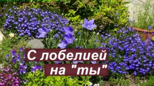 Вырастить лобелию не сложно