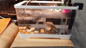 Топ 5 фактов о красноухих черепахах