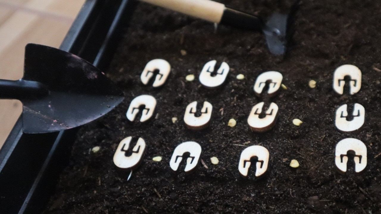 Самые частые ошибки в момент посева семян перца на рассаду, которые я вижу почти у каждого садовода смотреть онлайн