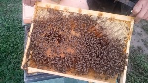 Результат стимуляции пчёл на 25.02.2026 г.