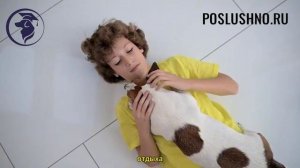 Почему не стоит заводить собаку?