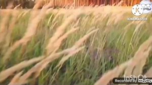 побег от страуса add round 7-9