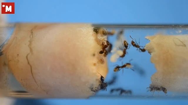Муравьи Tetramorium bicarinatum. Вы спрашивали я отвечаю. Делаю отводок. смотреть онлайн