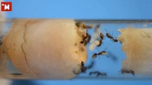 Муравьи Tetramorium bicarinatum. Вы спрашивали я отвечаю. Делаю отводок.