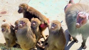 Летит БОРЩ в ДОМ2, а они и рады!😆😆 Гамадрилы ловят всё на лету, даже Пэдро учится! Море волнуется!