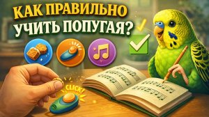 КАК ПРАВИЛЬНО УЧИТЬ ПОПУГАЯ?